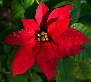 flor de natal