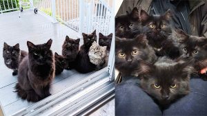 gata leva os filhotes para agradecer