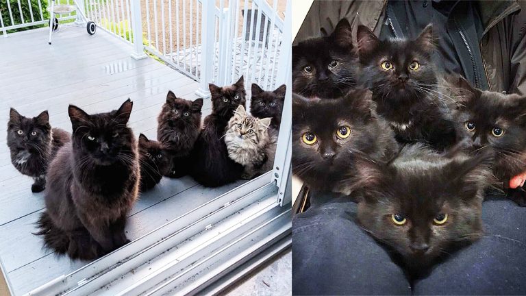 gata leva os filhotes para agradecer