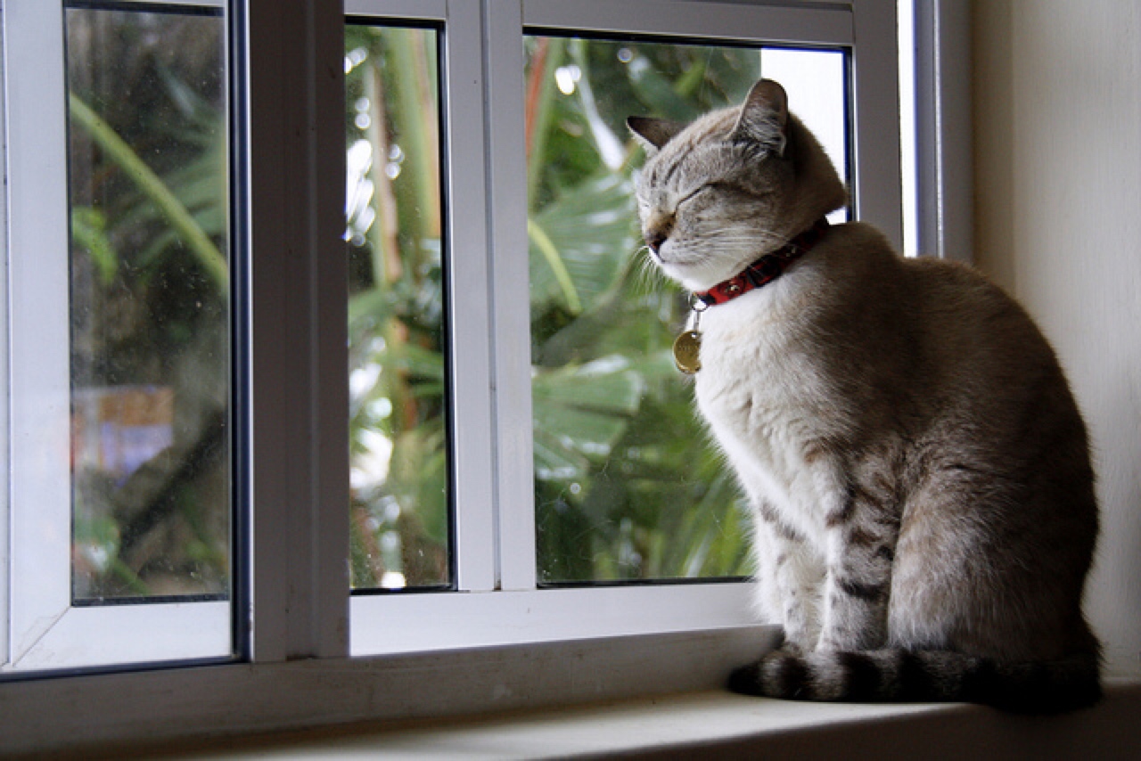 gato e janela