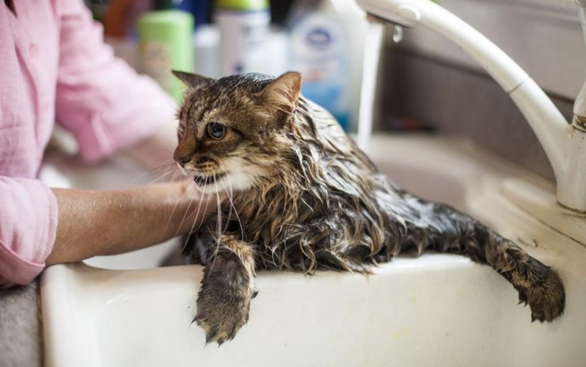 Meu gato é limpinho e não precisa tomar banho: será mesmo que gato não precisa tomar banho?