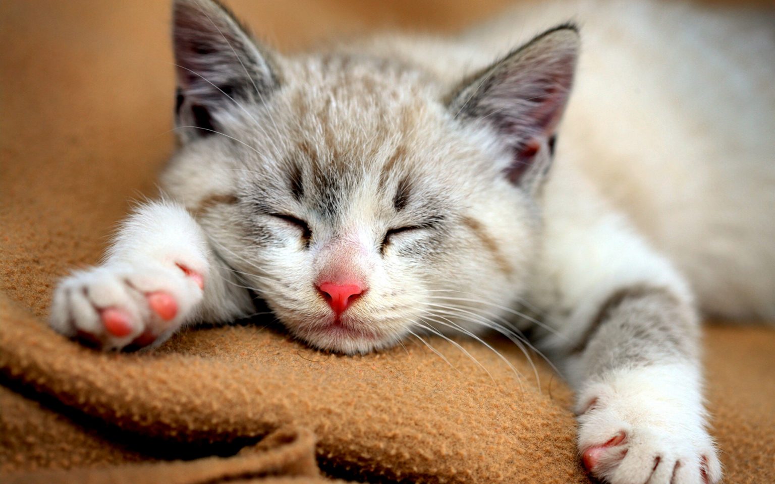 Gatos Dormem Muito Pregui a Ou Apenas Gato Sendo Gato Descubra Aqui