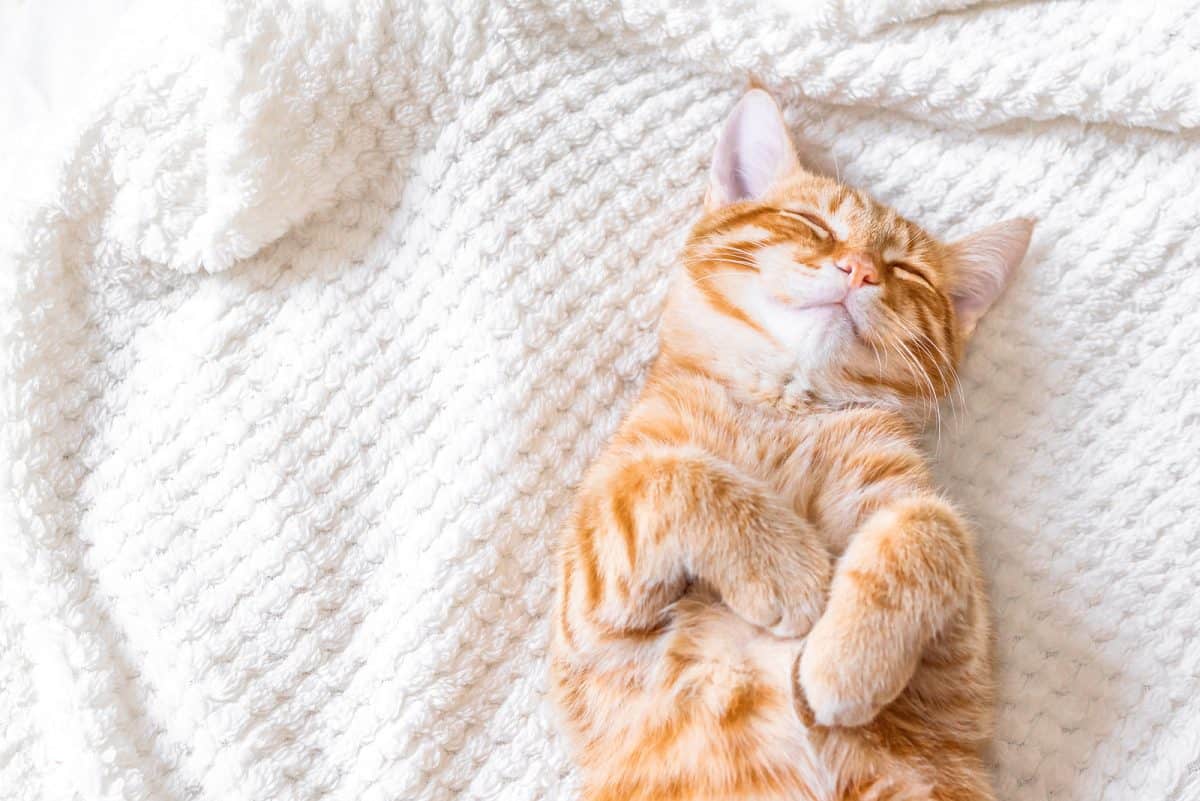 Gatos dormem muito: preguiça ou apenas gato sendo gato?