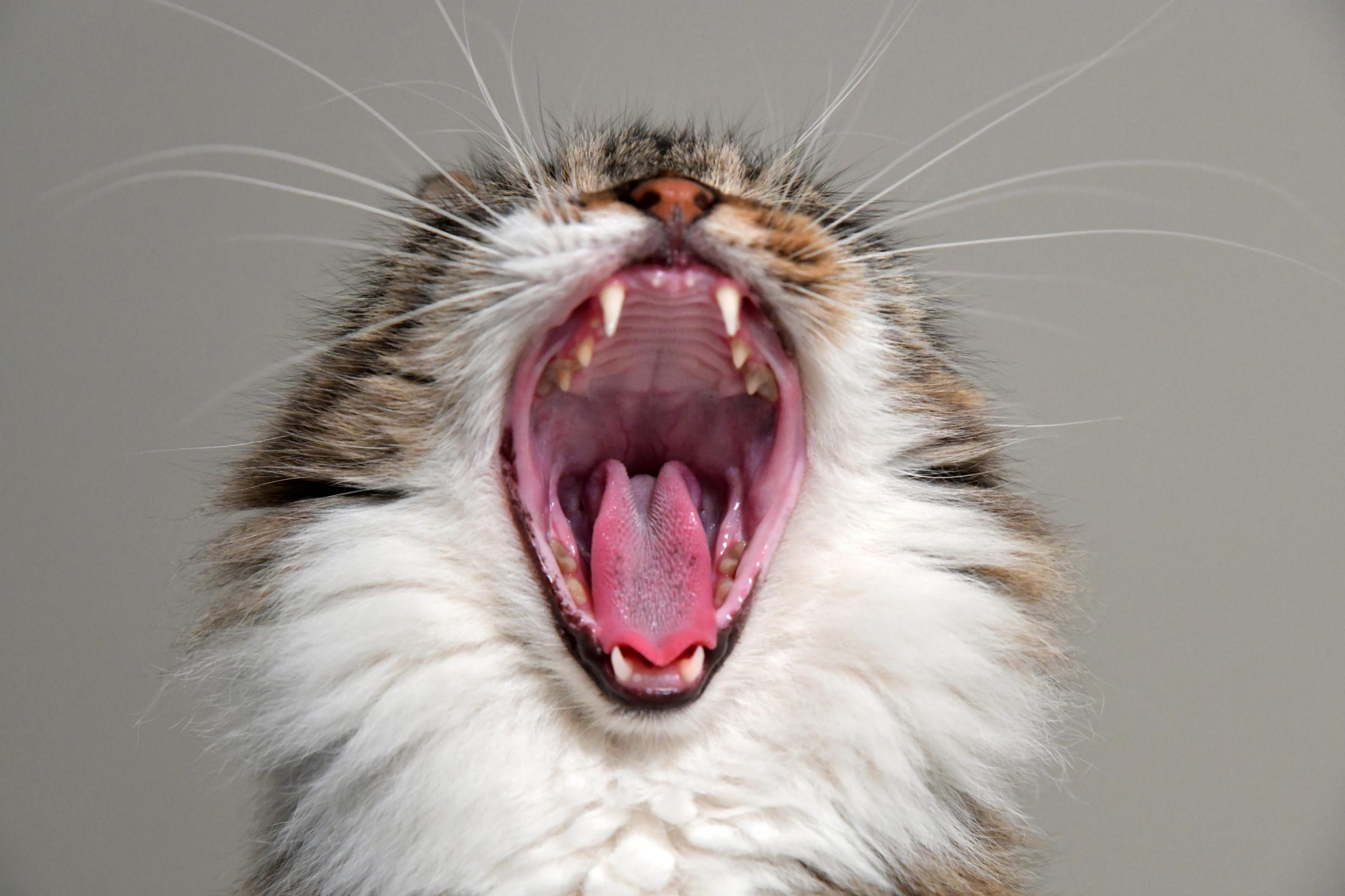 Por que os gatos mordem o dono? Aprenda a acalmar seu bichano – [Blog GigaOutlet]