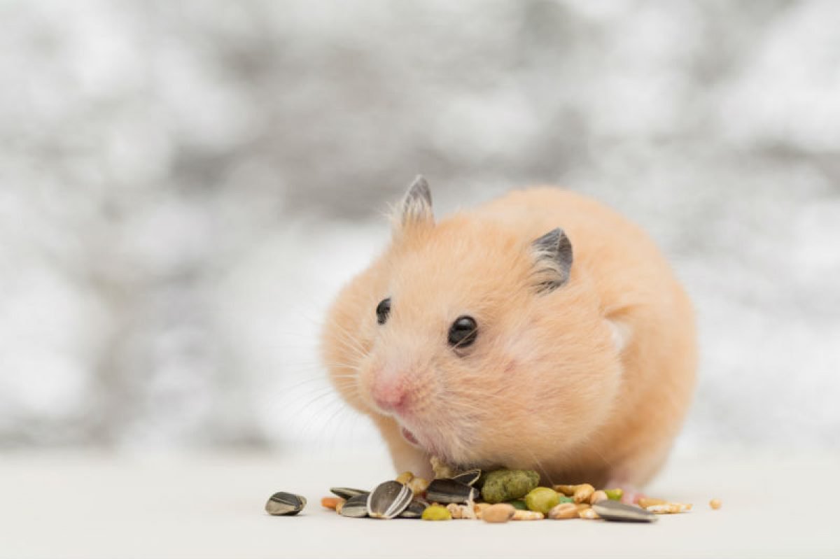 Hamster como animal de estimação: saiba como cuidar desse pet
