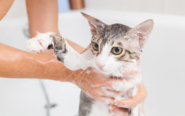 gato tem medo de água