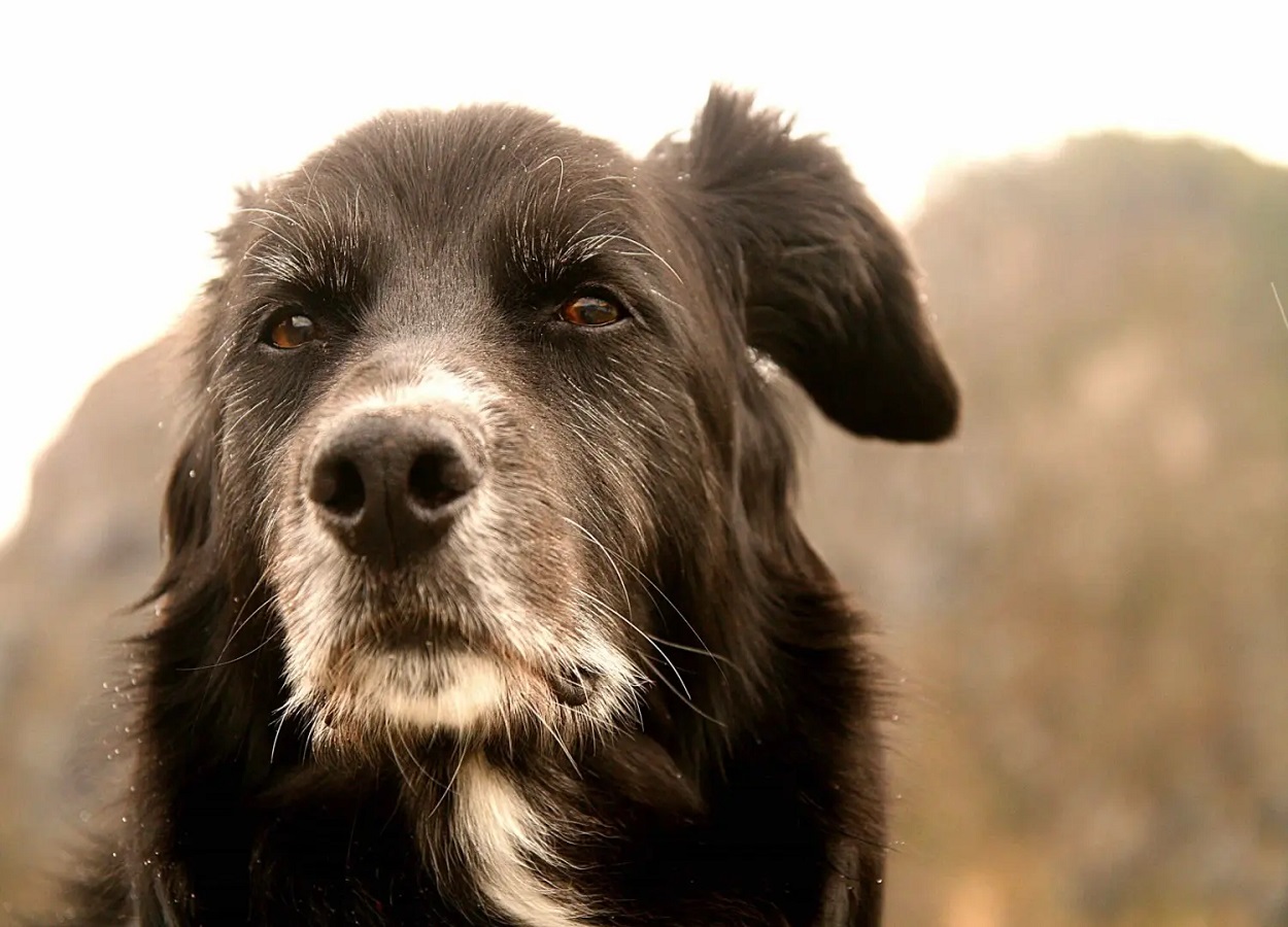 Aprenda a calcular a idade do seu cachorro em relação aos humanos