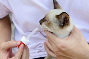 remédios para animais