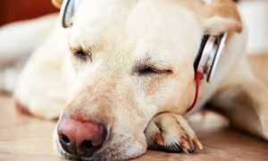 A música acalma os bichos: saiba mais como as canções tranquilizam os pets