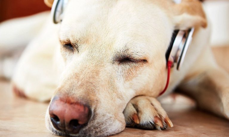 A música acalma os bichos: saiba mais como as canções tranquilizam os pets
