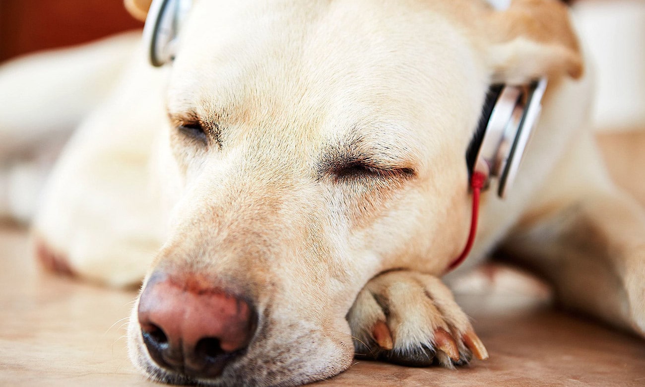 A música acalma os bichos: saiba mais como as canções tranquilizam os pets