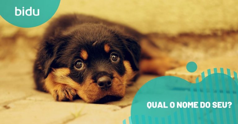 nome de pet