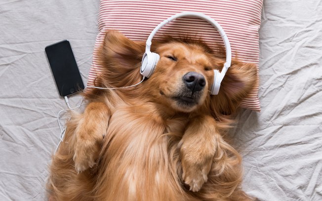 A música acalma os bichos: saiba mais como as canções tranquilizam os pets