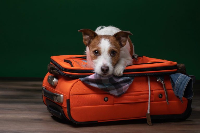 Preciso viajar, e agora? Saiba o que você pode fazer com o animal de estimação