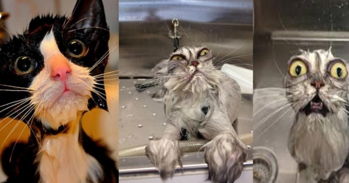 gato tem medo de água
