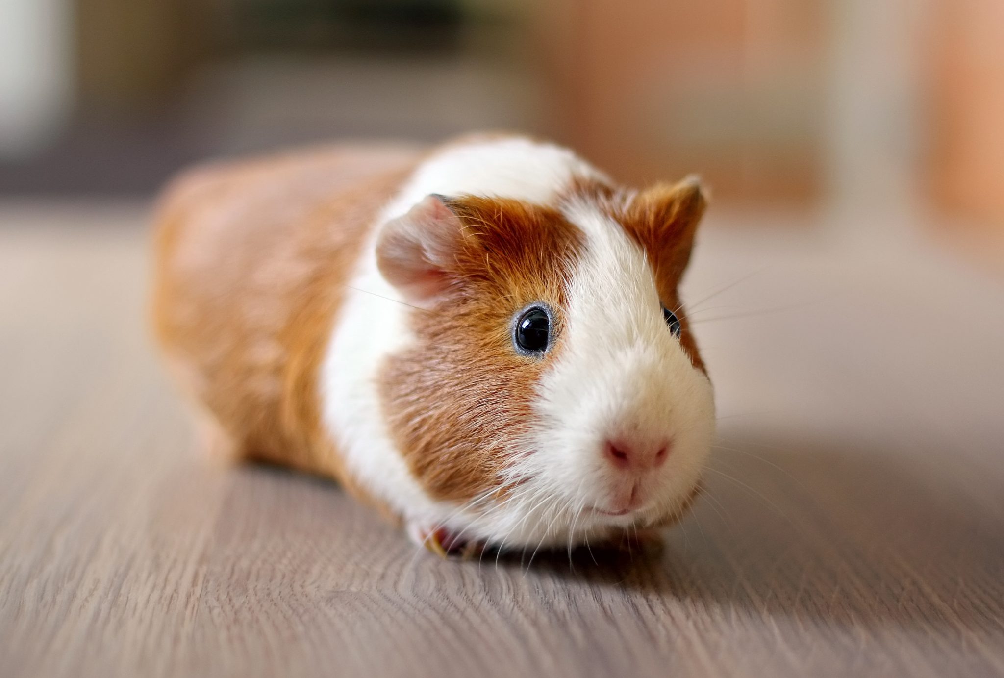 O Que Um Porquinho Da índia Pode Comer