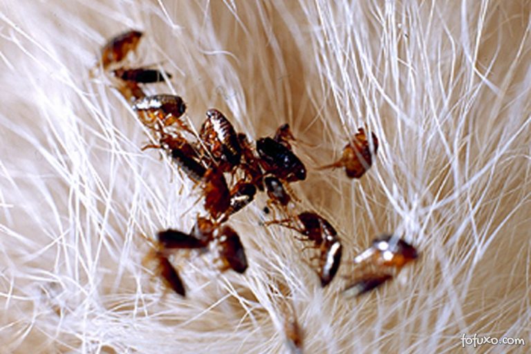 pulgas em pets