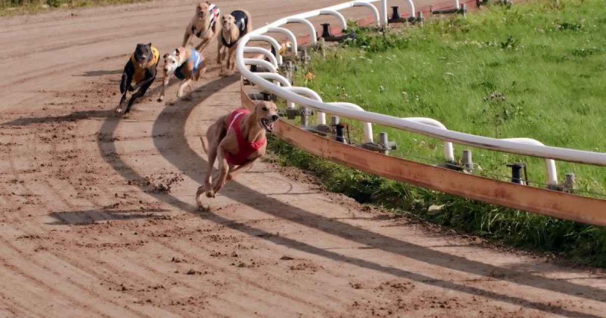 Descubra hoje qual é o cachorro mais rápido do mundo; veja raça mais veloz 