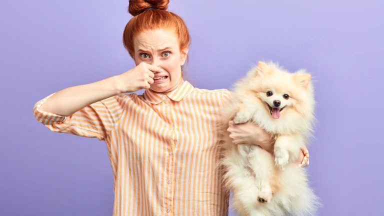 escovação de dentes do cão