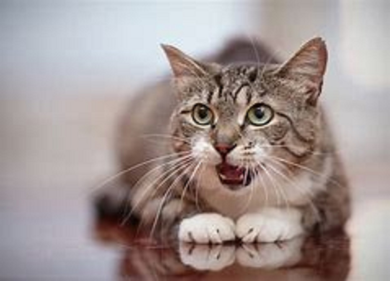 Conheça 11 sons que os gatos fazem e o que significam