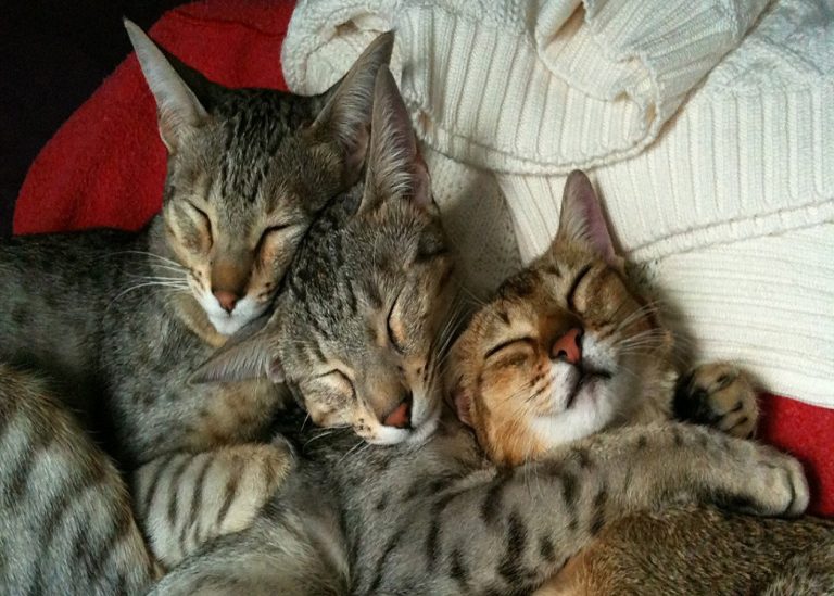 Conheça 11 sons que os gatos fazem e o que significam