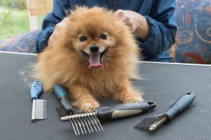 Todos os cães devem ser tosados? Descubra hoje mesmo
