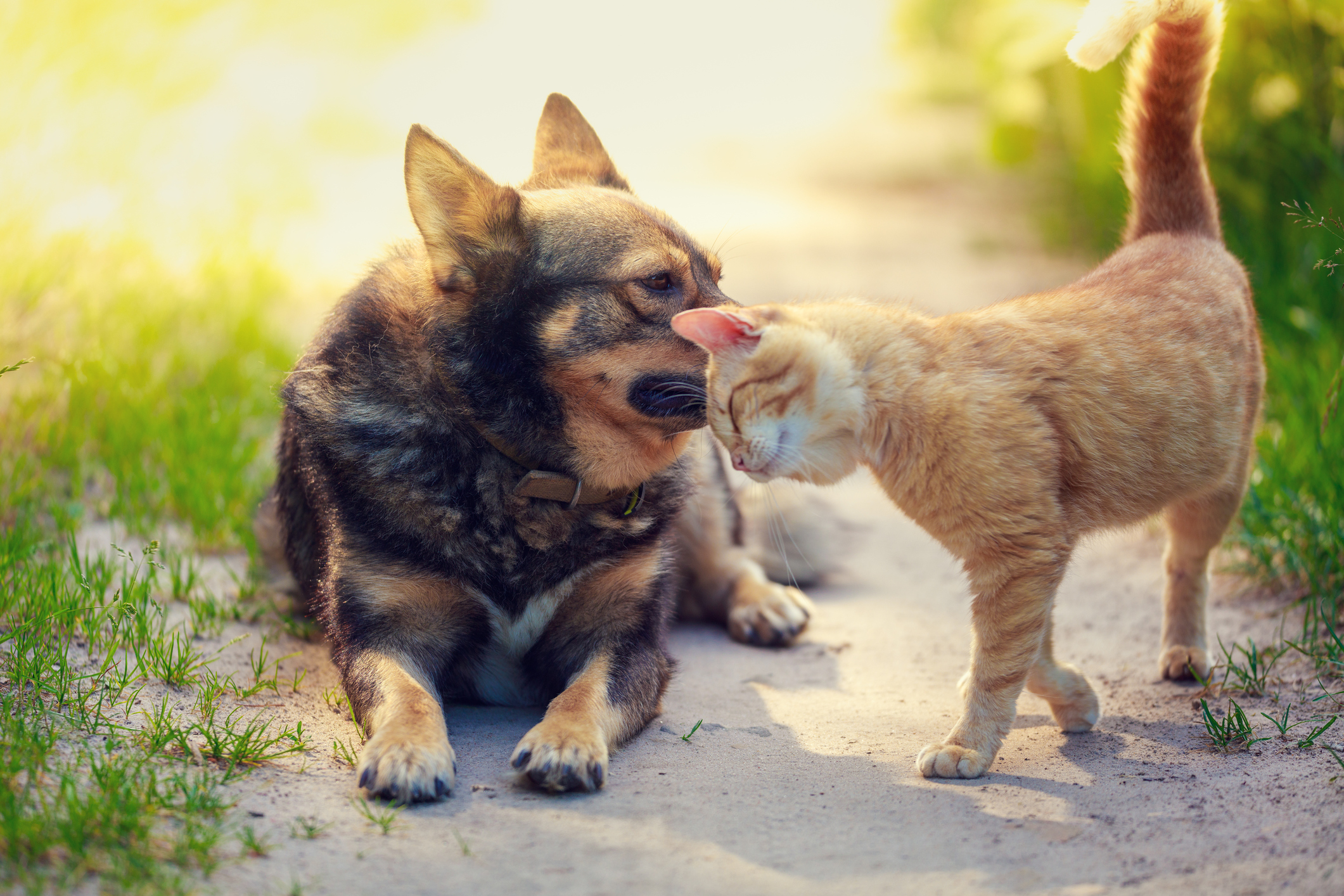 Os pets também suam: descubra como ocorre a transpiração do animal de estimação