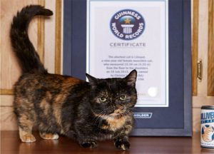 Gatos livro de records