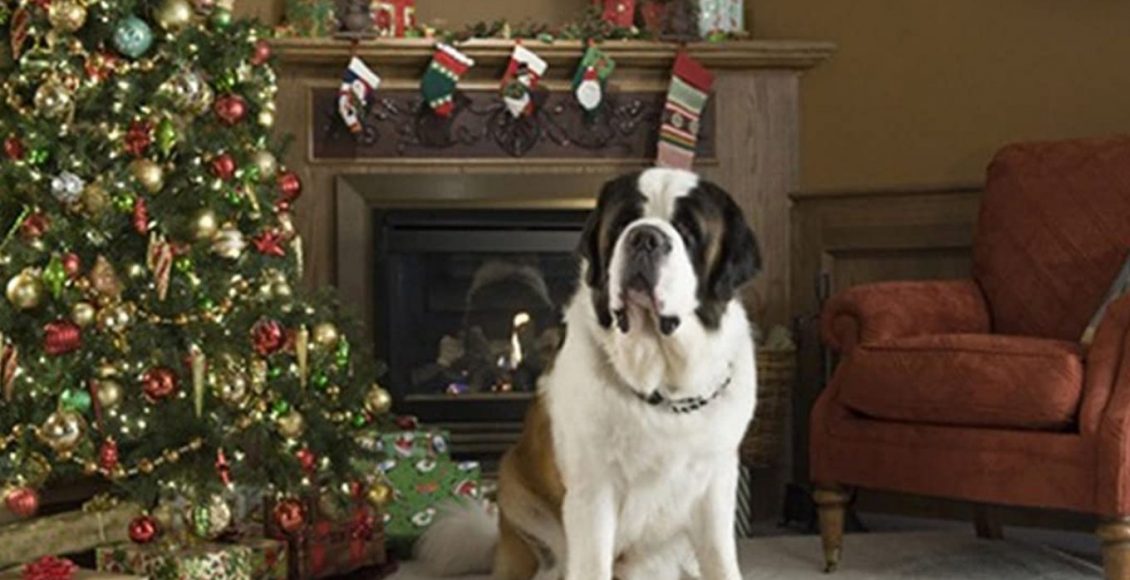 Beethoven Aventura de Natal: saiba mais sobre o cachorro grande que dá vida ao personagem