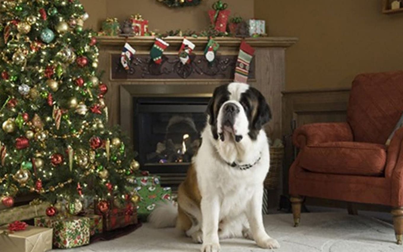 Beethoven Aventura de Natal: saiba mais sobre o cachorro grande que dá vida ao personagem