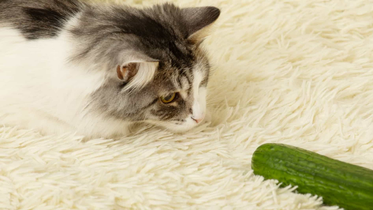 Por que o gato tem medo de pepino? Descubra agora – [Blog GigaOutlet]
