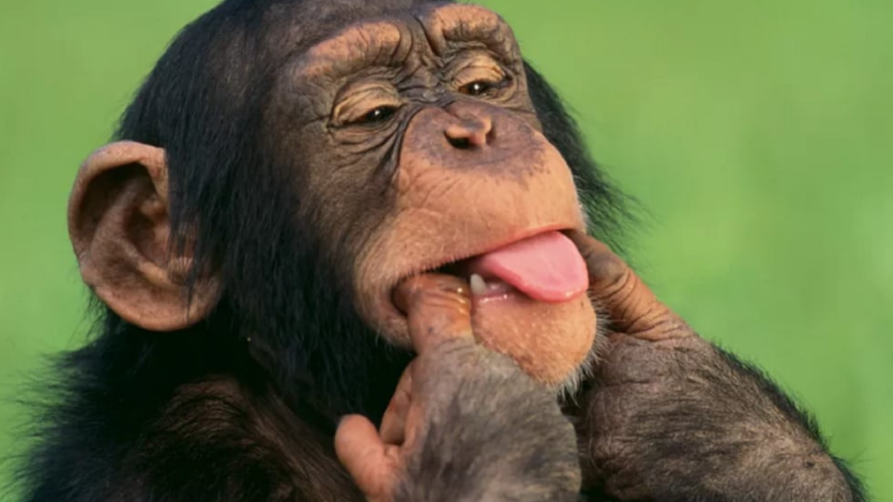 macaco mostrando lingua