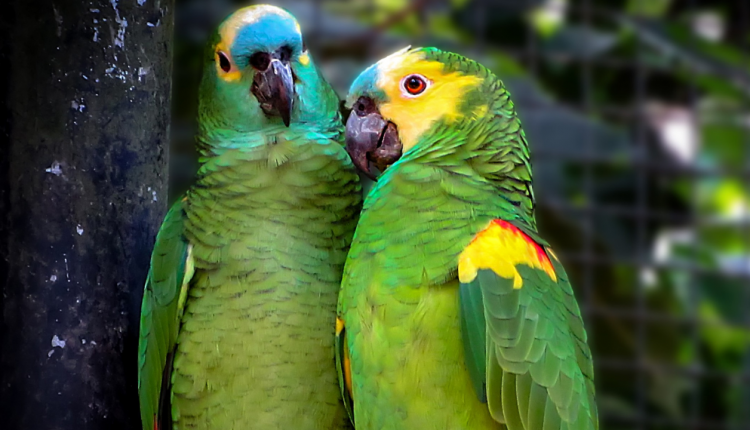 casal de papagaio