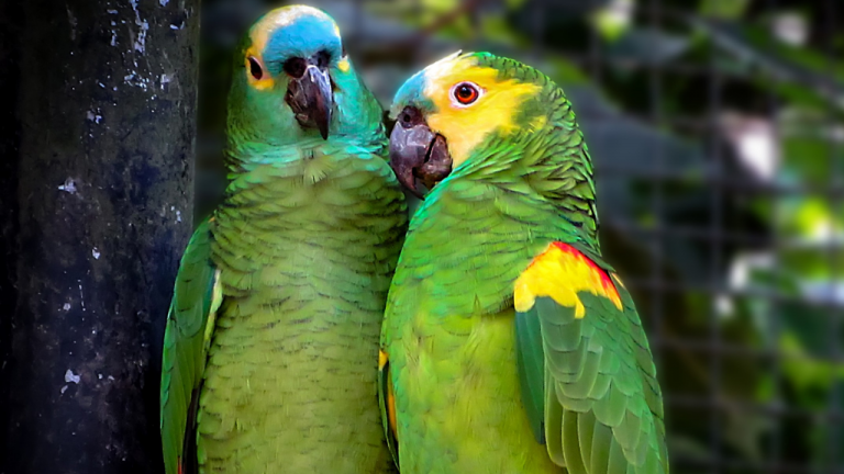 casal de papagaio