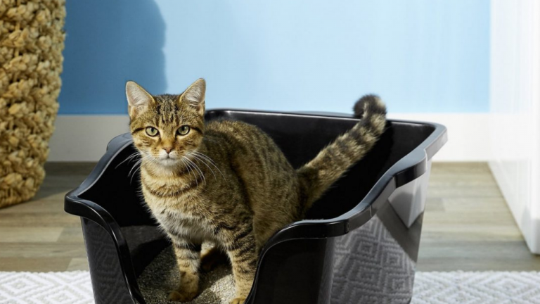 gato na caixa de areia