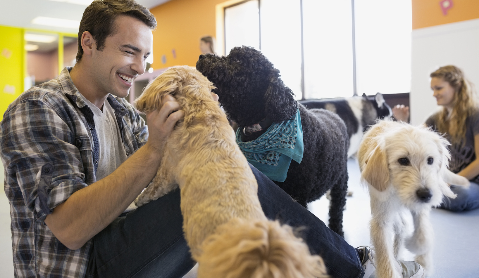 Confira dicas para escolher um hotel para cachorro. Bom atendimento é essencial
