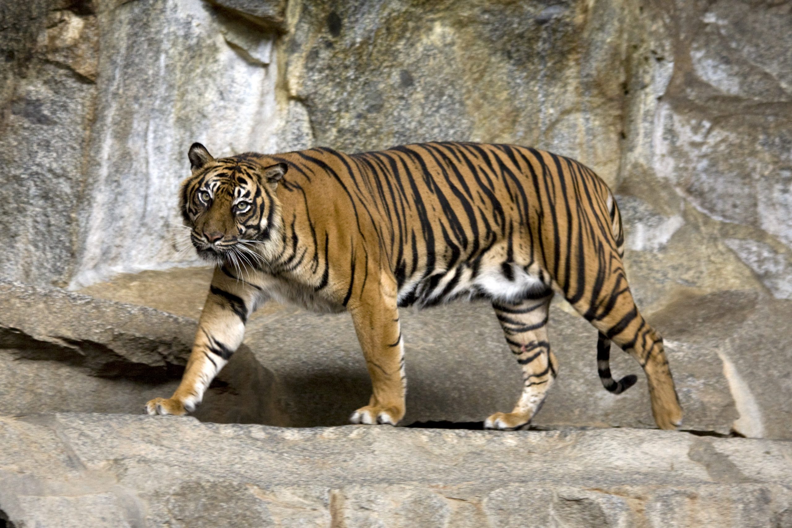 Tigre sumatran