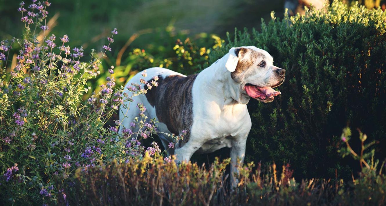 Bulldog americano foi criado para lutar, mas possui temperamento inteligente e afetuoso