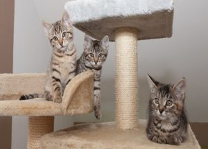 arranhadores-para-gato