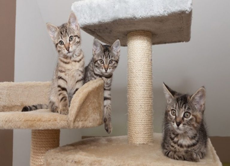 arranhadores-para-gato
