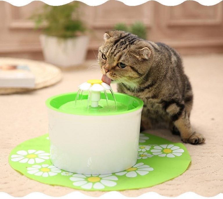 Infecção Urinária Em Gatos Tratamento Caseiro