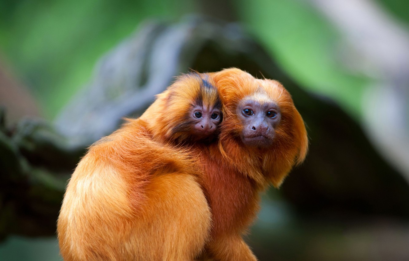 Curiosidades de 3 bichos exóticos brasileiros: mico-leão-dourado, macaco-prego e macaco-esquilo