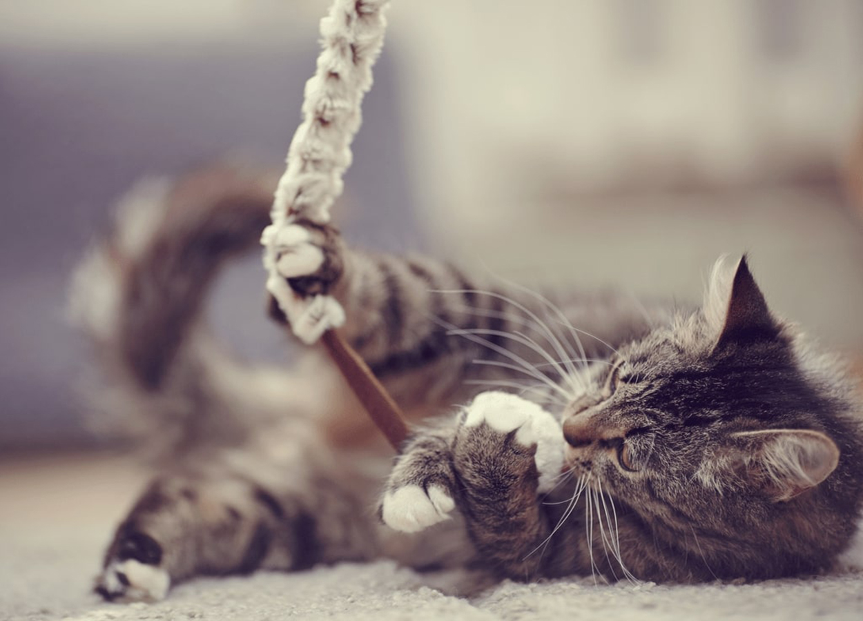 brinquedos para gato brinquedos para gato