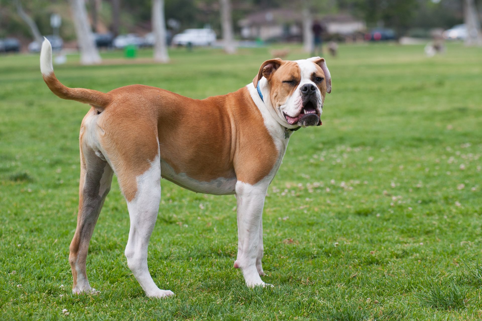 Bulldog americano: conheça o poderoso cão criado para lutar contra touros