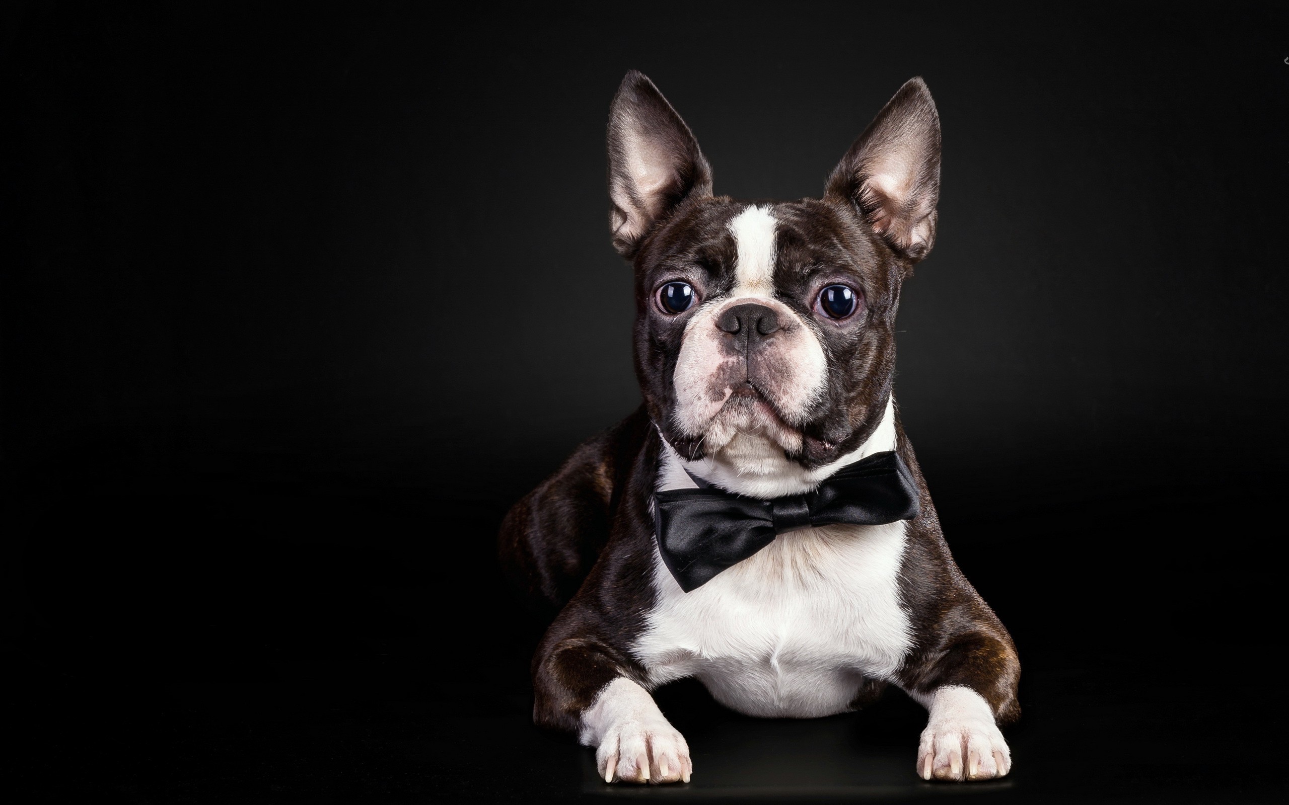Bulldog Francês: conheça mais sobre esse cachorro mini e o principal cuidado com a raça