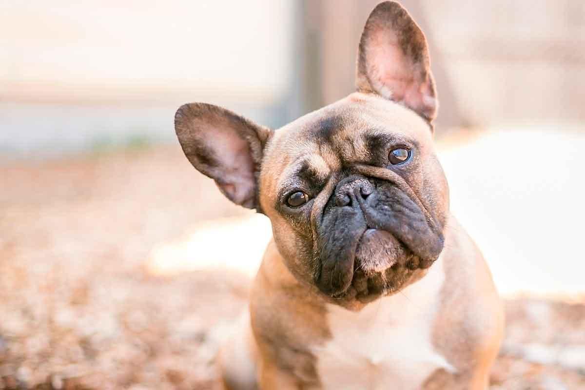 Bulldog Francês: conheça mais sobre esse cachorro mini e o principal cuidado com a raça
