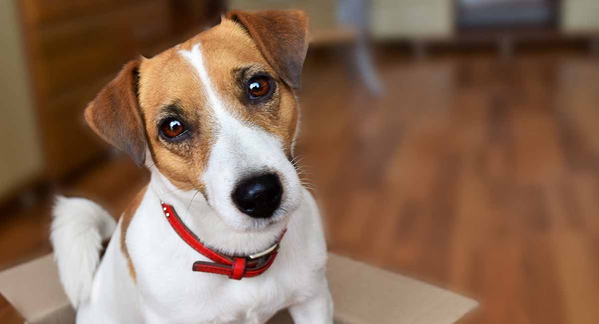 Cachorro mini: conheça o Jack Russell Terrier; um cão super enérgico