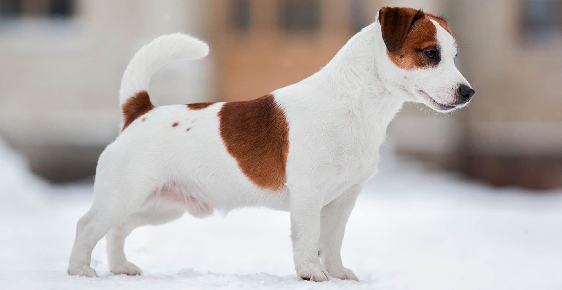 Cachorro mini: conheça o Jack Russell Terrier; um cão super enérgico