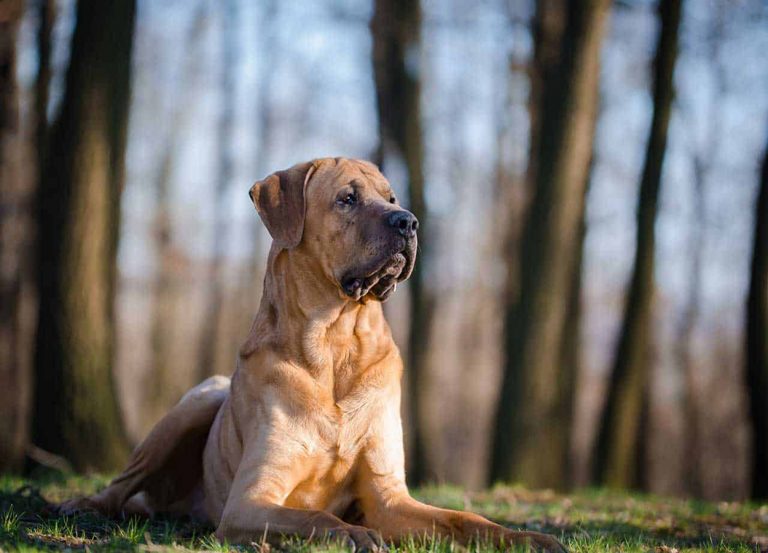 cachorros-grandes-tosa-inu-2