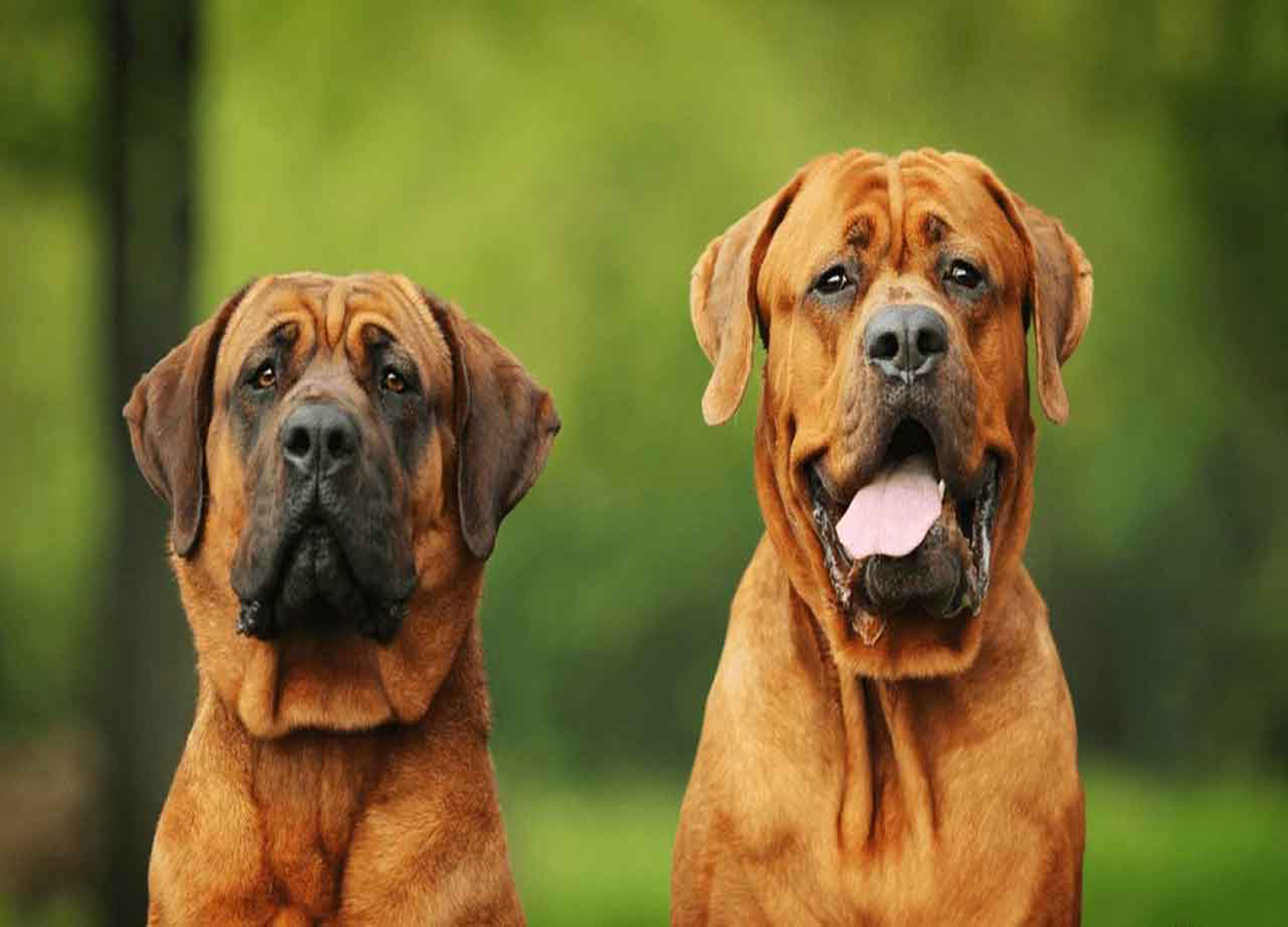 cachorros-grandes-tosa-inu-4